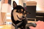 野生の掃除機が現れた！柴犬はどうする？「アウアウアウアオーン！」