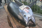 海外「世界一の魚市場は想像以上にすごかった」200万ドルもするマグロがあるって本当かな
