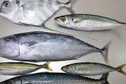 【討論】天然の魚 V.S 養殖の魚  →  どっちがいいかな！？