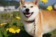 神様「柴犬を5年間飼ってから山奥に捨てたら5000万円あげるぞ！」→