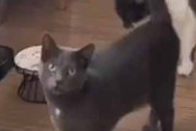 ２匹のネコが床にいた。私が歌をうたい始める → １匹はこうなります…