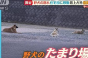 【終国】山口県さん、野犬が大繁殖してしまい大惨事??