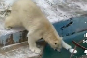 【悲報】シロクマさん、アホすぎる…