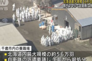 北海道の養鶏場で鳥インフル、約55万8千羽を殺処分…派遣要請した陸自隊員約90人らが交代で処分！