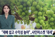 韓国人「韓国でシャインマスカットが大人気！」海外輸出も好調！栽培が簡単で収益性が高い　韓国の反応