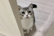 【危ない❗】ギネス認定された猫ユーチューバーのもちまる、ある動画に批判相次ぐ