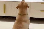 うちの犬がテレビを熱心に見ていた。それはホラー映画だった → こうなっちゃう…