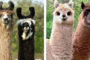 テレビでチラッと映った毛刈りされたアルパカがツボ過ぎて笑いが止まらないわ（画像）