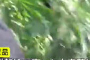 【動画】 佐藤勝利容疑者を大麻取締法違反で逮捕 ⇒ ジャニーズファンに衝撃走る