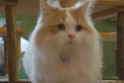 【海外の反応】日本の猫カフェという場所