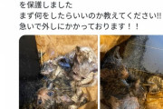 【画像】底辺YouTuberさん、野良猫を拾い奇跡の人生大逆転へｗｗｗｗ