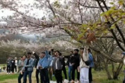 【動画】ミャンマー人、日本の公園で桜の木を揺らしながらバカ騒ぎしてしまう・・・