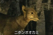 【疑問】 ニホンオオカミが生きてるとしたらどこら辺にいると思う？