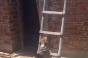 犬がハシゴをのぼろうとしていた。だが途中で落ちてしまう。でもがんばる！ → 結果…