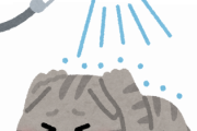 ワイ、猫の洗浄を終える