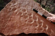 グランドキャニオンで発見された「3億年前の足跡」に注目せずにはいられないワケ