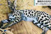 【静岡】飼育中のサーバルキャット逃げて行方不明　捕獲試みるも見つからず