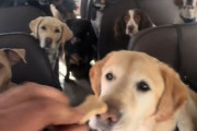 たくさんの犬たちを乗せたバスの「おやつタイム」がキュートだと人気に