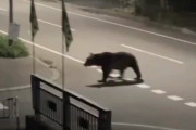 【悲報】クマに襲われた配達員、前々から狙われていた