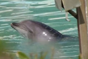 海外「日本は残酷」閉館した水族館に一頭だけ残されたイルカが逝く（海外の反応）