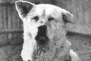【衝撃】忠犬ハチ公の孫、殺されてすき焼きにされていたことが判明　事件当時の新聞記事が見つかる