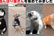 犬「絶対行かないワン！」　狂犬病予防接種会場に集結した“踏んばり屋さん”のワンコたち→頑張る姿を応援したくなる