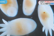 【?】「たこさんウインナー似」だっピ！“新種”生物に研究者もメロメロ　清流のカニと共生　鹿児島