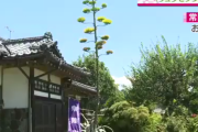 数十年に一度しか咲かない花「アガベ」、日本中で一斉に花満開、いったいなぜ…  [8/9]