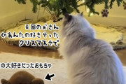 今は亡き犬のおもちゃをクリスマスツリーの前に運び、思いにふける猫の姿に涙