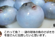 【緊急画像速報】気まぐれクックさん、ふぐの腹に水をパンパンに詰めて炎上