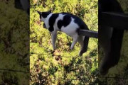 【動画】完全に詰んだ猫、発見されるｗｗｗｗ