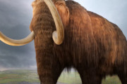 マンモスってなんで絶滅したの？？