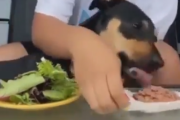うちの子はベジタリアンなんです！自分の犬がベジタリアンであることを証明しようとする女。海外の反応