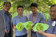 シャインマスカットに紅はるか…韓国に奪われ続けた日本、法改正して果物や野菜の知識的財産権保護に乗り出す＝韓国の反応