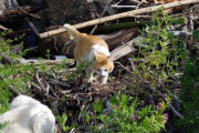 【ねこ画像】島のねこ、公園のねこ【再】