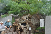 樹齢1000年「ｼﾃ…ｺﾛｼﾃ…」　台風で倒れるも市民らの手により“復活”