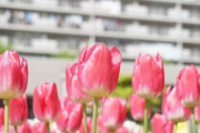 彡(^)(^)「花壇の手入れですか？手伝いますよ」 バッバ「あら助かります」