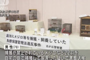 【悲報】おじいちゃん、小鳥を飼育した罪で書類送検