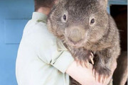 ウォンバット！飼育員に抱かれるウォンバットがお前らの想像を超えると話題に
