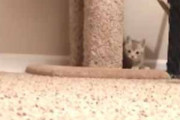 【子ネコ】 床に置いた「カメラ」を子猫が見つけた。遠くからロックオン！ → 猫好きはもう逃げられません…