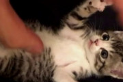 【悶絶注意】お腹を撫でられた『子猫の反応』が可愛すぎるｗｗｗｗｗｗｗｗｗｗ