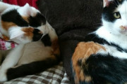 【ねこ画像】うちのW三毛ちゃん、三毛猫の母親と子猫達、ミケとクロにゃん ほか【再】