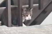 うちのネコが階段の手すりから顔を出していた。隙間から１階へ！ → こうなっちゃう…