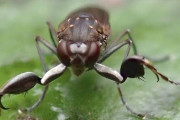【速報】カマキリと同じ進化をしたハエが発見される