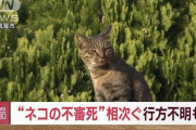 ネコの不審死 熊本で相次ぎ確認　4匹立て続け さらに行方不明も