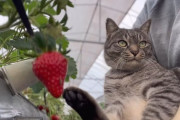 【ほっこりニュース】いちご農園を救った保護猫・コタローくんが話題に。