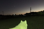 【画像】イッヌさん、月夜の散歩を楽しむ…これはミドリーヌwww