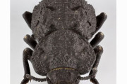 車に踏まれても潰れないすごい虫「アイアンクラッドビートル(鋼鉄で武装した甲虫)」のヒミツ！
