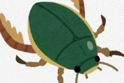 【昆虫】世界最大のゲンゴロウ、2世代にわたる「累代飼育」に成功　　山梨県北杜市オオムラサキセンター