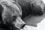 クマが増えたのは野良犬を駆除したためと判明。抜刀牙で俺達を守ってくれてたのに